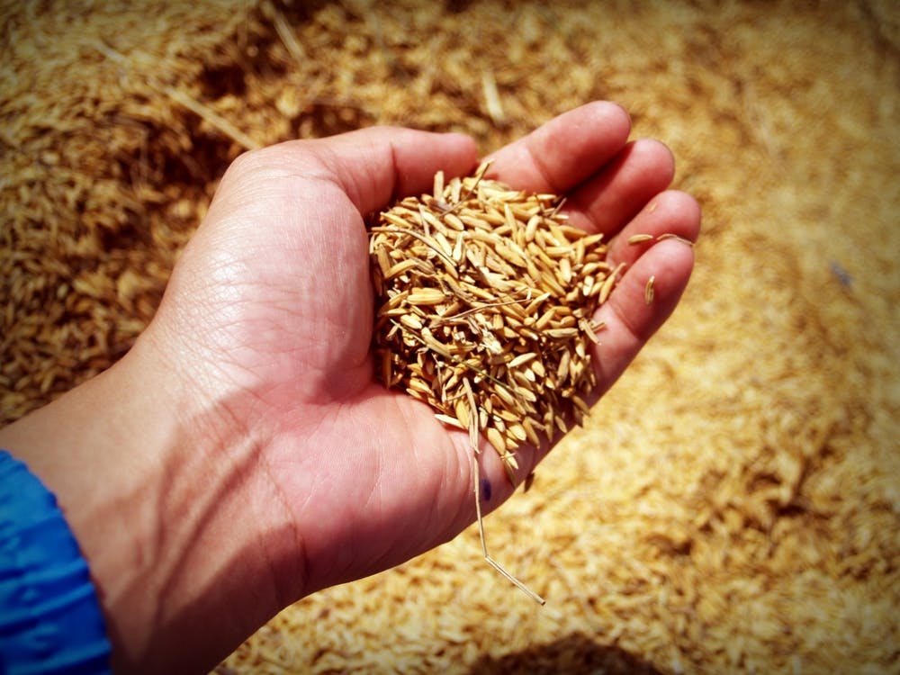 hand holding grain - start of food business